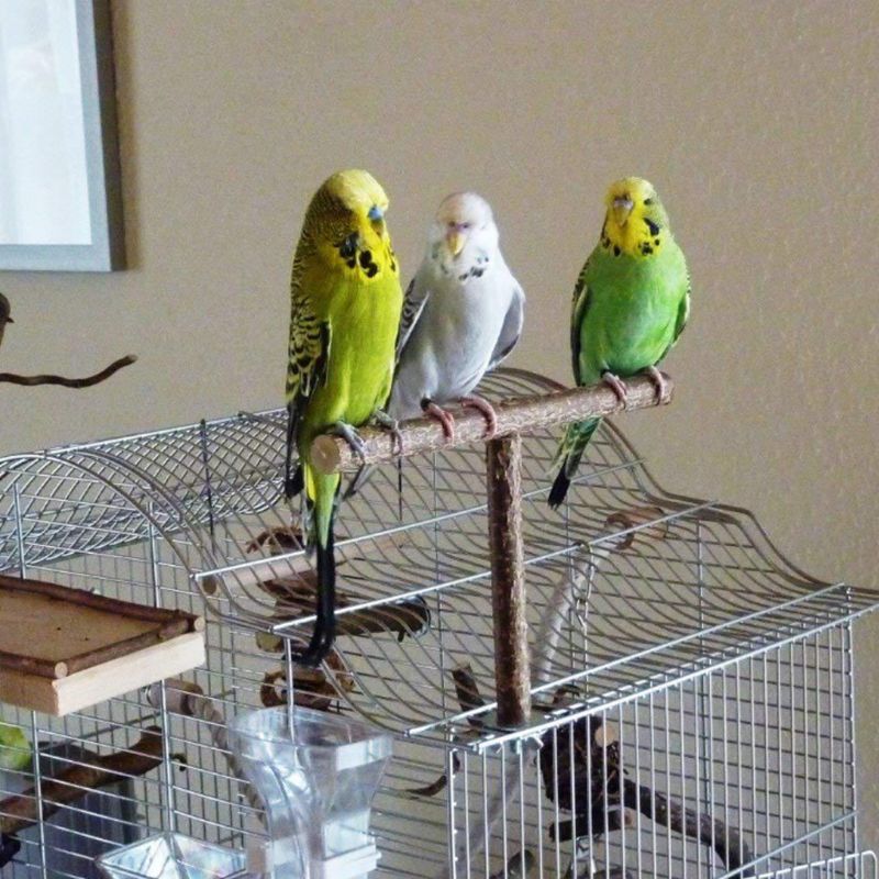 Parrots Bird Stand Bar Parrot Bite Chew Toys Swing Pet Rest Play
